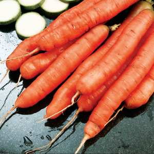 Suttons Seeds Carrot - Amsterdam Forcing 3