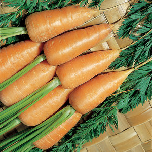 Suttons Seed Carrot Chant Red Cored 2