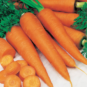 Suttons Seed Carrot St.Valery
