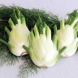 Suttons Seed Florence Fennel Sirio