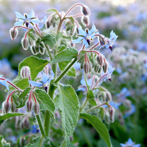 Suttons Seed Herb Borage