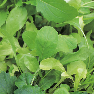 Suttons Seed Leaf Salad Fr Mix