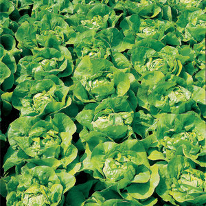 Suttons Seed Lettuce Unrivalled