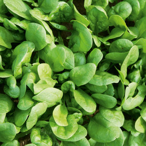 Suttons Seeds Spinach - Amazon