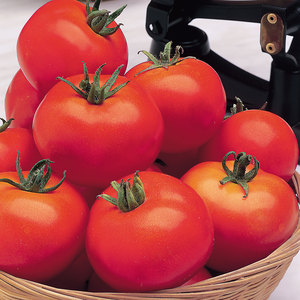 Suttons Seeds Tomato - Moneymaker