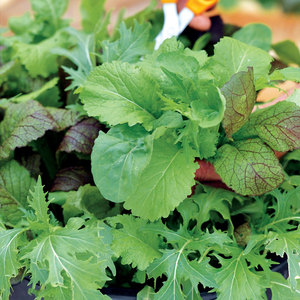 Suttons Seeds Speedy Veg - Leaf Salad Spicy Mix