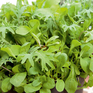 Suttons Seeds Speedy Veg - Leaf Salad Californian Mix