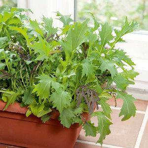Suttons Speedy Veg Seed - Leaf Salad Winter Mix