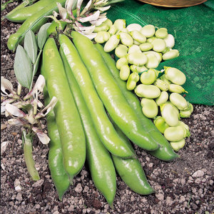 Suttons Seeds Broad Bean - Giant Exhibition Longpod