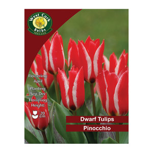 Tulip Pinocchio Flowers 35 Bulbs