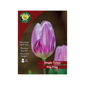 Tulip Flig Flag Flowers 35 Bulbs