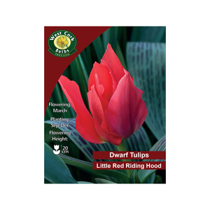 Little Red Riding Hood Tulip 100 Bulbs