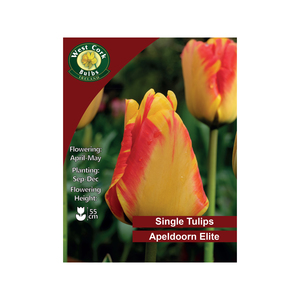 Tulip Apeldoorn's Elite Flowers 35 Bulbs