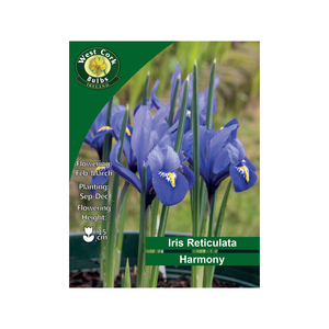 Iris Reticulata Harmony Flowers 50 Bulbs