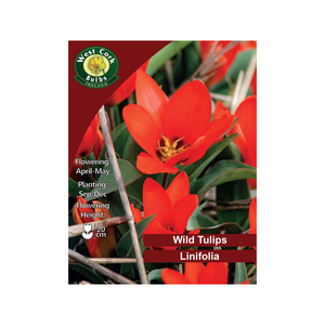Linifolia Wild Tulip 35 Bulbs
