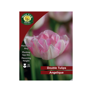 Double Angelique Tulip 35 Bulbs