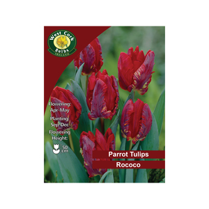Parrot Rococo Tulip 35 Bulbs