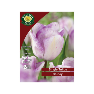 Shirley Tulip 35 Bulbs