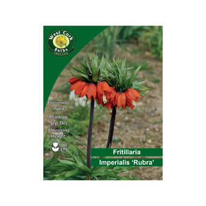 Fritillaria Imperialis Rubra 3 Bulbs