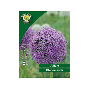 Globemaster Allium 3 Bulbs