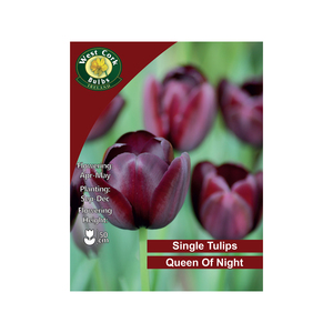 Queen of the Night Tulip 100 Bulb