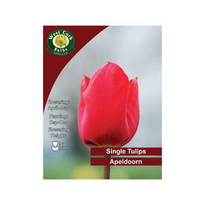Apeldoorn Single Tulip 100 Bulbs