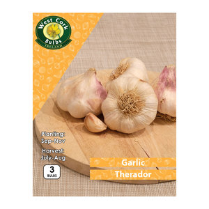 Garlic Therador 3 Bulbs White Garlic