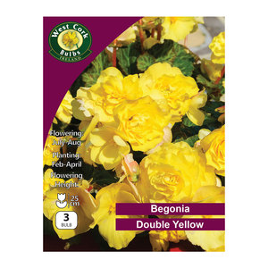 Begonia Double Yellow 3 Bulbs