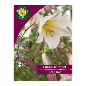 Lilium Trumpet Regale 2 Bulbs