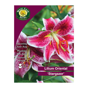Lilium Oriental Stargazer 2 Bulbs