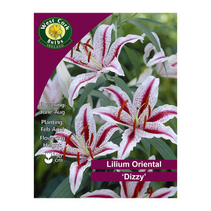 Lilium Oriental Dizzy 2 Bulbs