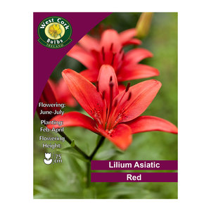 Lilium Asiatic Red 3 Bulbs