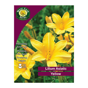 Lilium Asiatic Yellow 3 Bulbs