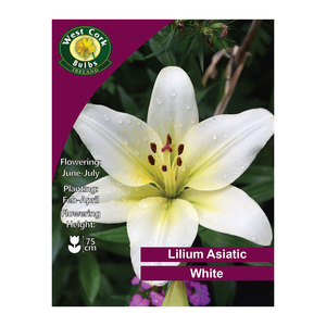 Lilium Asiatic White 3 Bulbs