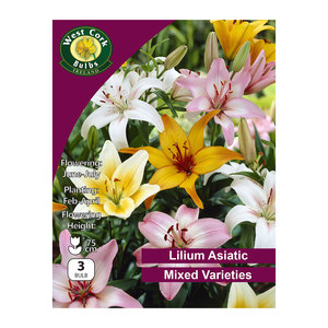 Lilium Asiatic Mixed 3 Bulbs