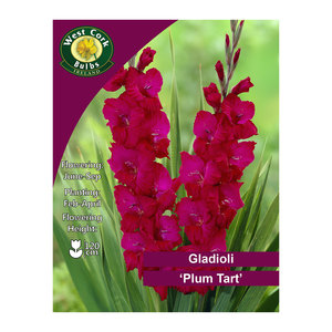 Gladioli Flowering Plumtart 10 Bulbs