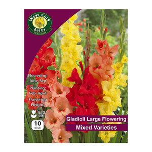 Gladioli Flowering Mixed Bulbs
