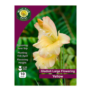 Gladioli Flowering Yellow 10 Bulbs