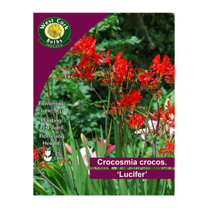 Crocosmia Crocosmiiflora Lucifer 10 Bulbs