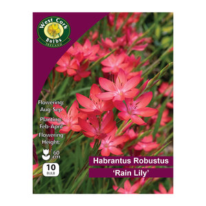 Habranthus Robustus 10 Bulbs