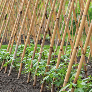 Grow It Bamboo Canes Pre-Pack 2.4m (10)