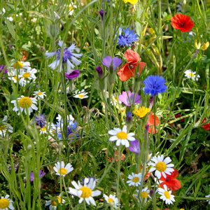 Suttons Colourful Annuals Mix Seeds
