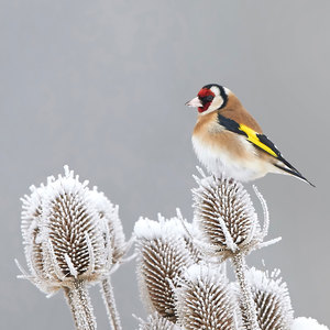 Suttons Winter Bird Feeding Mix Seeds