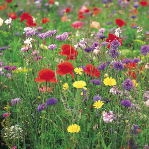 Suttons Wildflower Collection Seeds