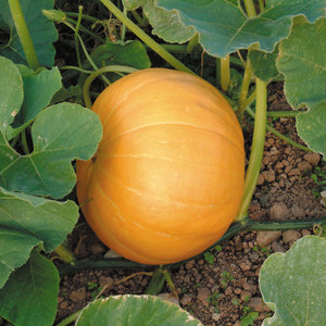 Suttons Seeds Fun To Grow Crafty Pumpkin