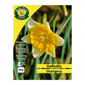 Daffodil Orangery 4kg
