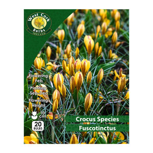 Crocus Species Fuscotinctus 20 Bulbs Prepack
