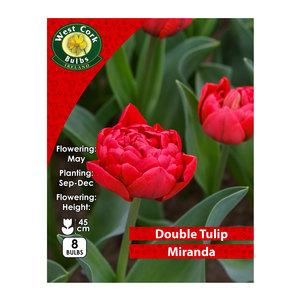 Tulip Double Miranda 8 Bulbs Prepack