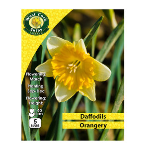 Daffodil Orangery 5 Bulbs Prepack