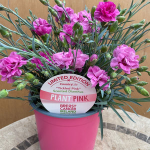 Tickled Pink Dianthus 2L Plant